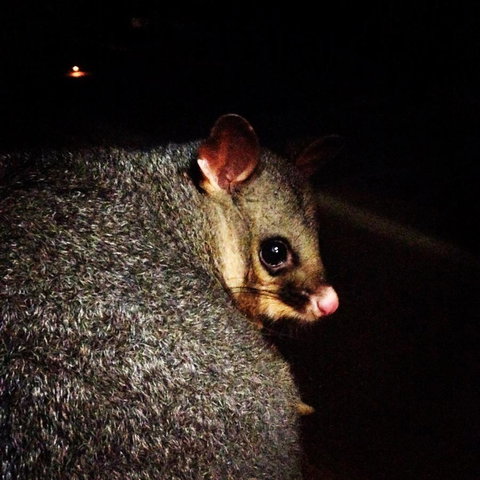 Kangaroo Island Wilderness Retreat - Northern Rivers Accommodation 36