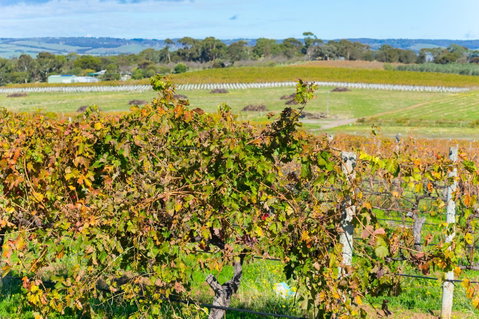 Sun & Surf Aldinga Beach Apartment - Northern Rivers Accommodation 15