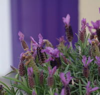 The Purple Door on Seaview - Northern Rivers Accommodation
