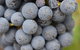 A Coonawarra Experience - thumb 23