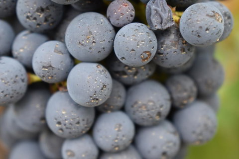 A Coonawarra Experience - Northern Rivers Accommodation 23