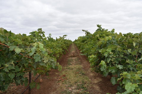 A Coonawarra Experience - Northern Rivers Accommodation 25