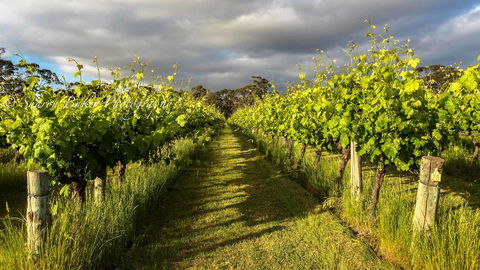 Shadow Creek McLaren Vale - Northern Rivers Accommodation 20