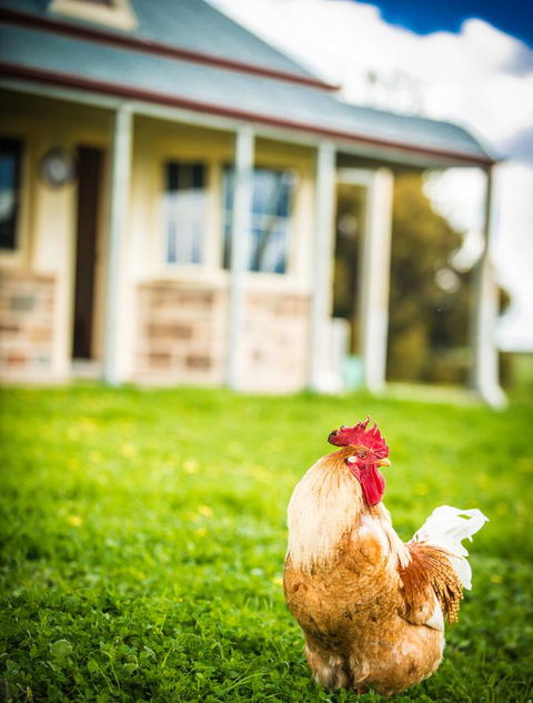 Barossa Vineyard Cottages - Northern Rivers Accommodation 39