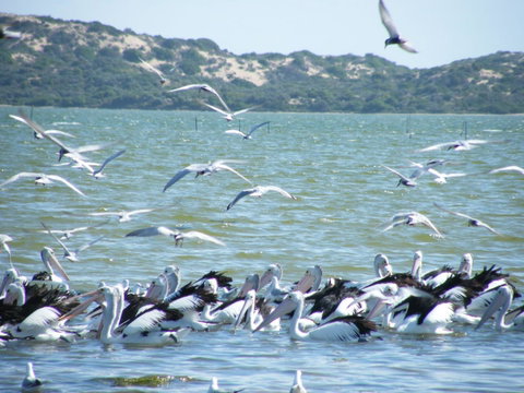 Coorong Waterfront Retreat - Northern Rivers Accommodation 25