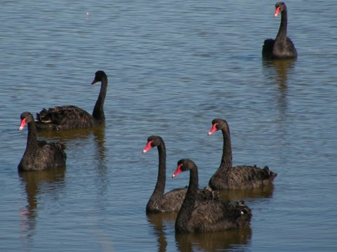 Coorong Waterfront Retreat - Northern Rivers Accommodation 26