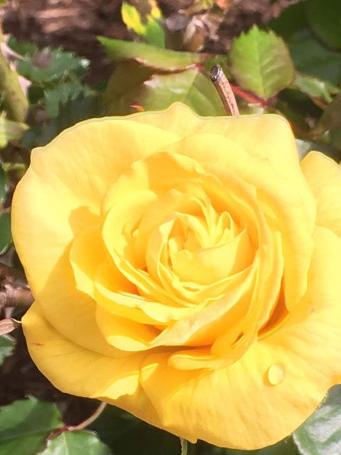 Wine And Roses Bed And Breakfast - Northern Rivers Accommodation 41