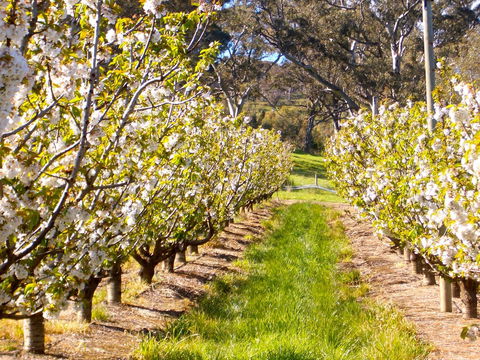 STUDIO ECHUNGA Adelaide Hills - Northern Rivers Accommodation 18