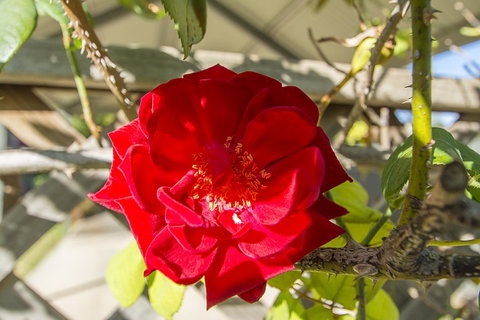 Stoneleigh Cottage Bed And Breakfast - Northern Rivers Accommodation 16
