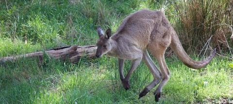 Longwood Retreat - Northern Rivers Accommodation 36