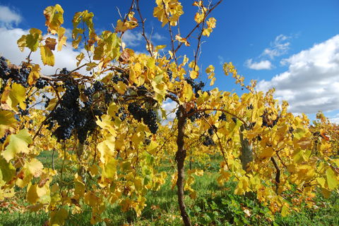 Novotel Barossa Valley Resort - Northern Rivers Accommodation 10