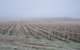 Vineyard Cottage BnB - thumb 12