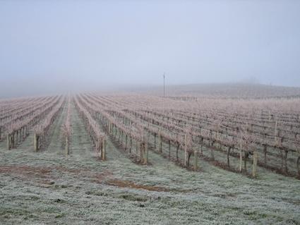 Vineyard Cottage BnB - Northern Rivers Accommodation 12