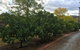 Vineyard Cottage BnB - thumb 11
