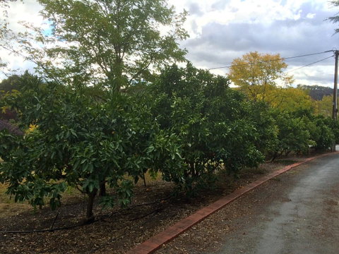Vineyard Cottage BnB - Northern Rivers Accommodation 11