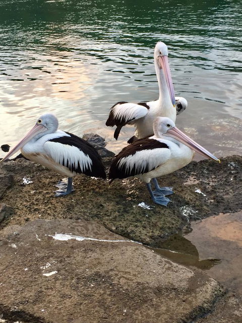 Brunswick Heads Treetop Studio - Northern Rivers Accommodation 26