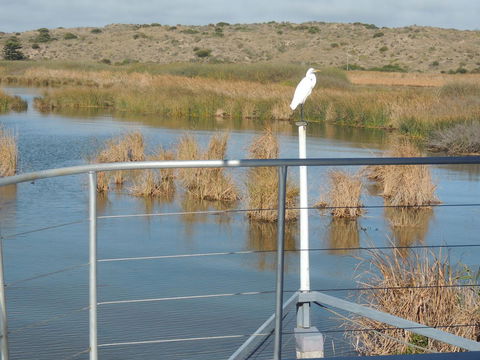 PS Federal Retreat Paddle Steamer Goolwa - Northern Rivers Accommodation 11