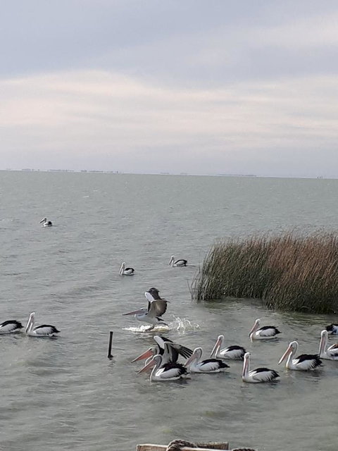 Meningie Waterfront Motel - Northern Rivers Accommodation 29