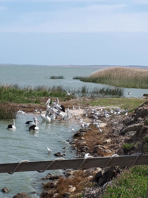 Meningie Waterfront Motel - Northern Rivers Accommodation 28