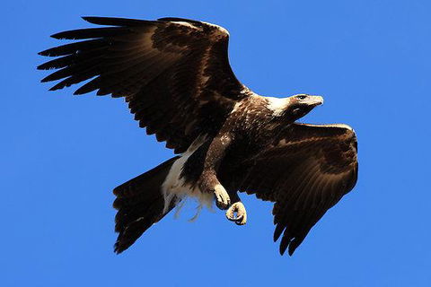 Eagles Range - Northern Rivers Accommodation 16