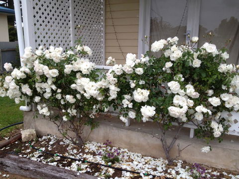 Railway Cottage In Beachport - Northern Rivers Accommodation 12