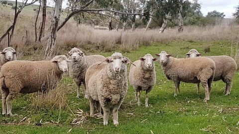 D2 At Watervale - Northern Rivers Accommodation 24