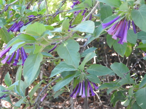 A Secret Garden - Northern Rivers Accommodation 11