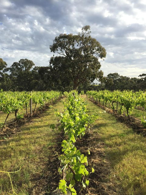 The Winemakers - Northern Rivers Accommodation 2