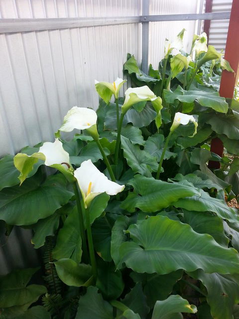 Addies Place Goolwa - Northern Rivers Accommodation 11
