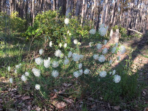 Simala Retreat - Northern Rivers Accommodation 2