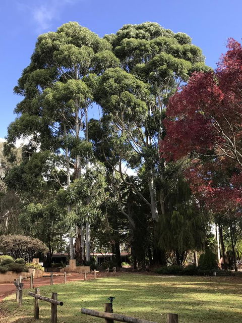 Forest Lodge Resort - Northern Rivers Accommodation 15