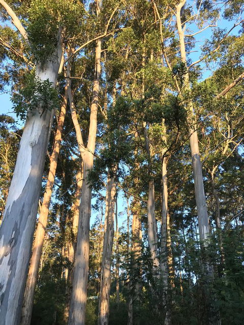 Forest Lodge Resort - Northern Rivers Accommodation 37