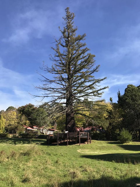 Forest Lodge Resort - Northern Rivers Accommodation 38