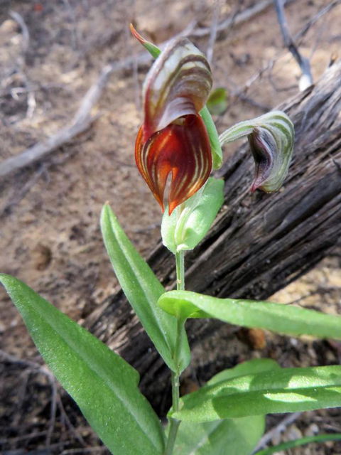 Kanga Cottage - Northern Rivers Accommodation 28