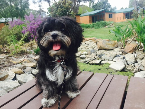 Armidale Tourist Park - Northern Rivers Accommodation 32