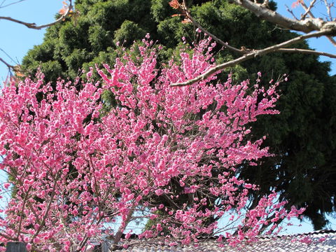 Apple Tree Cottage - Northern Rivers Accommodation 31