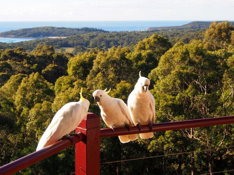 Bundle Hill Cottages - Northern Rivers Accommodation 2
