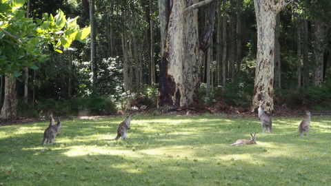 Bundle Hill Cottages - Northern Rivers Accommodation 15
