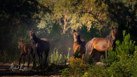 Pound Creek Gallery - Northern Rivers Accommodation 18