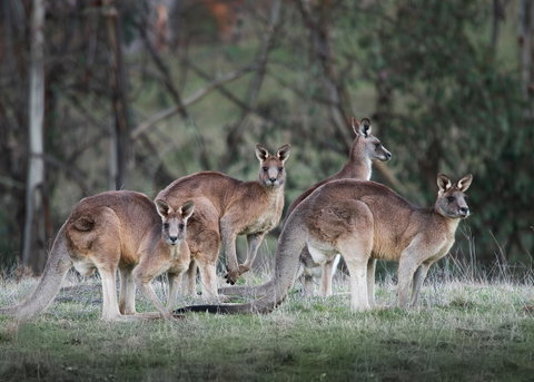 Pound Creek Gallery - Northern Rivers Accommodation 25