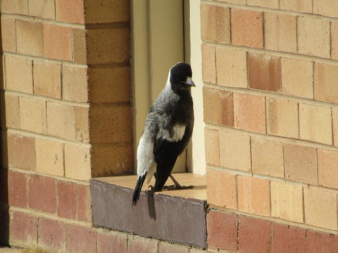 Allonville Gardens Motel - Northern Rivers Accommodation 34