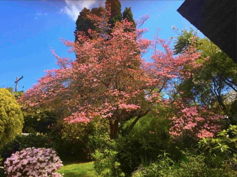 Dangal Gardens - Northern Rivers Accommodation 27