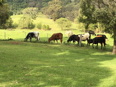 Arcadia - The Barn Cottage & Rosehill Cottage - Northern Rivers Accommodation 26