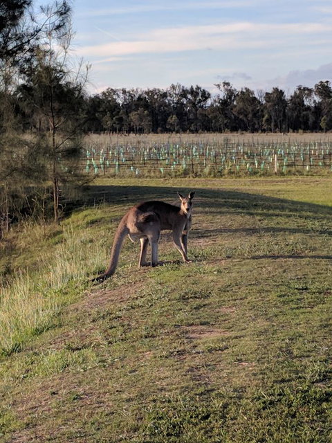 Madigan Wine Country Cottages - Northern Rivers Accommodation 7