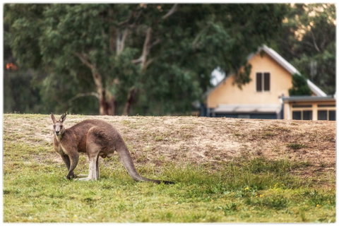 Madigan Wine Country Cottages - Northern Rivers Accommodation 4