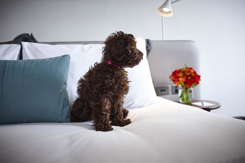 Hotel Indigo Sydney Potts Point, An IHG Hotel - Northern Rivers Accommodation 28