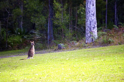 Jackson Ranch By Bannisters - Northern Rivers Accommodation 31