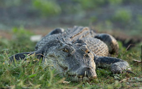 Wildman Wilderness Lodge - Northern Rivers Accommodation 24