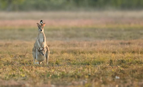 Wildman Wilderness Lodge - Northern Rivers Accommodation 25