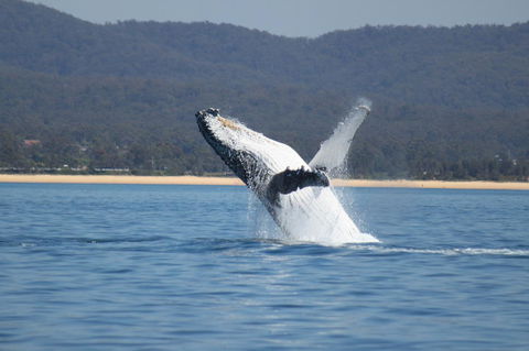 Ingenia Holidays Eden Beachfront - Northern Rivers Accommodation 36